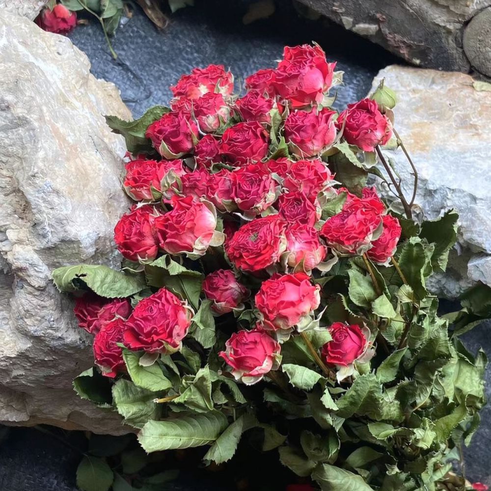 Natural Preserved Dried Rose F - Resin Art Rose 评论和价格