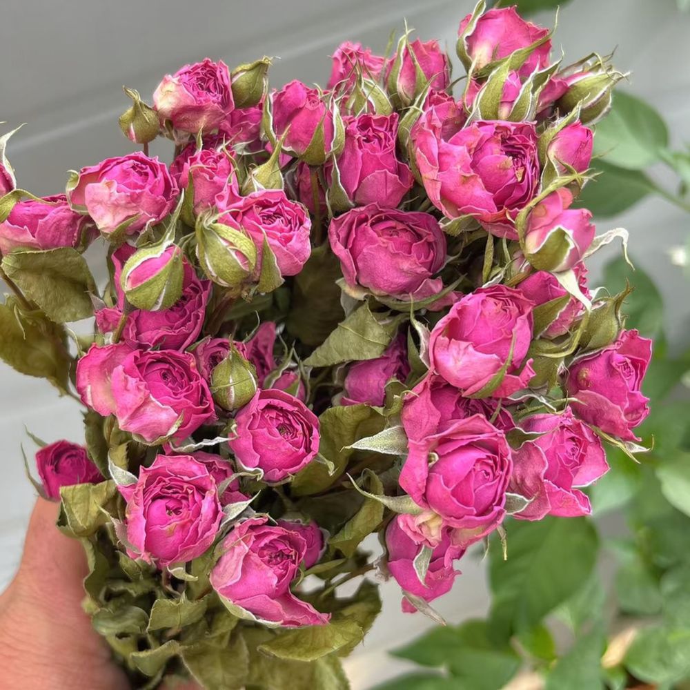 Natural Preserved Dried Rose F - Resin Art Rose 评论和价格