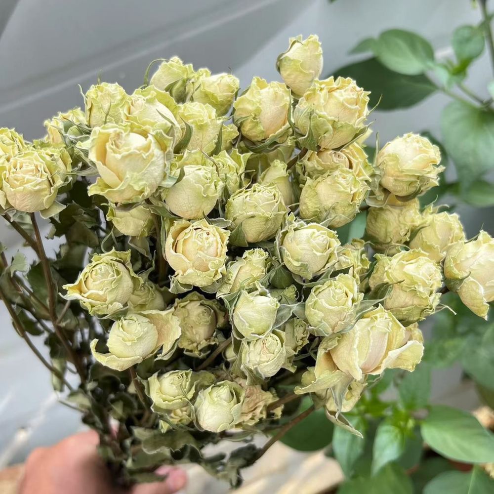 Natural Preserved Dried Rose F - Resin Art Rose 评论和价格